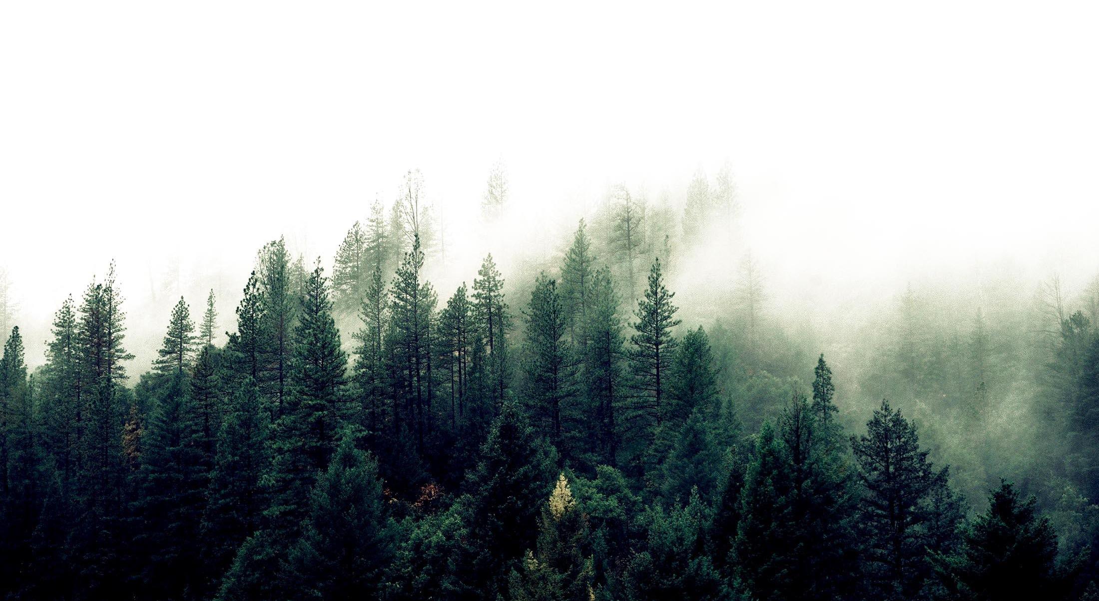 Footer image