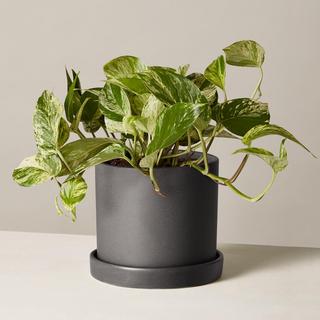 Marble Queen Pothos