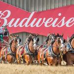 Anheuser-Busch St. Louis Brewery