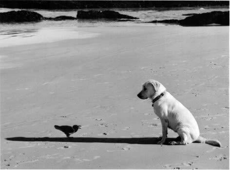 Pentti Sammallahti - Dog and Bird, South Africa 2002