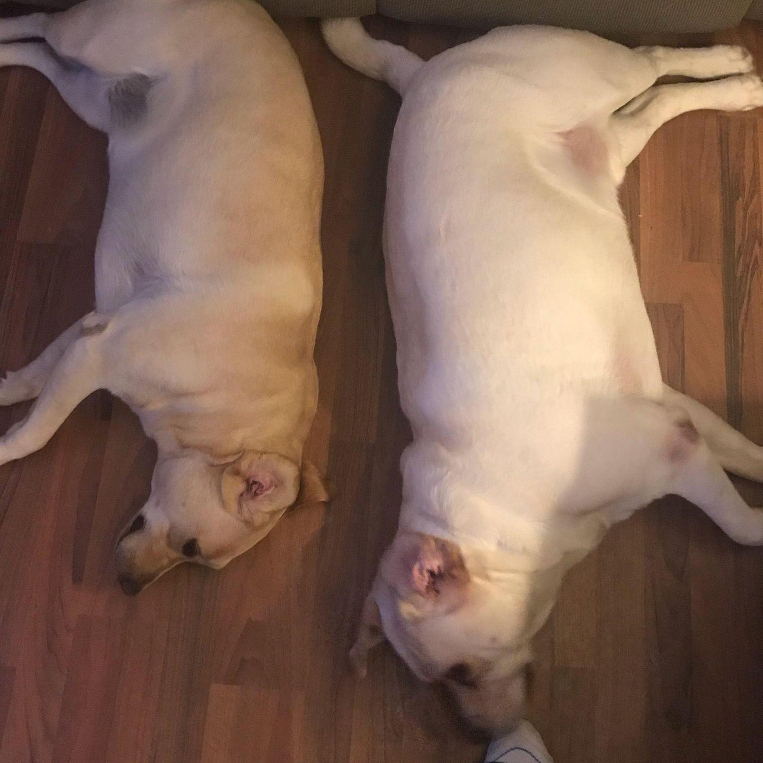 Molly and Bailey aka Dope and Dopier