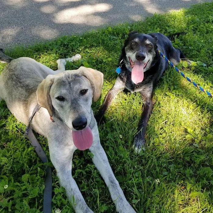 Our fur babies, Chase & Frank