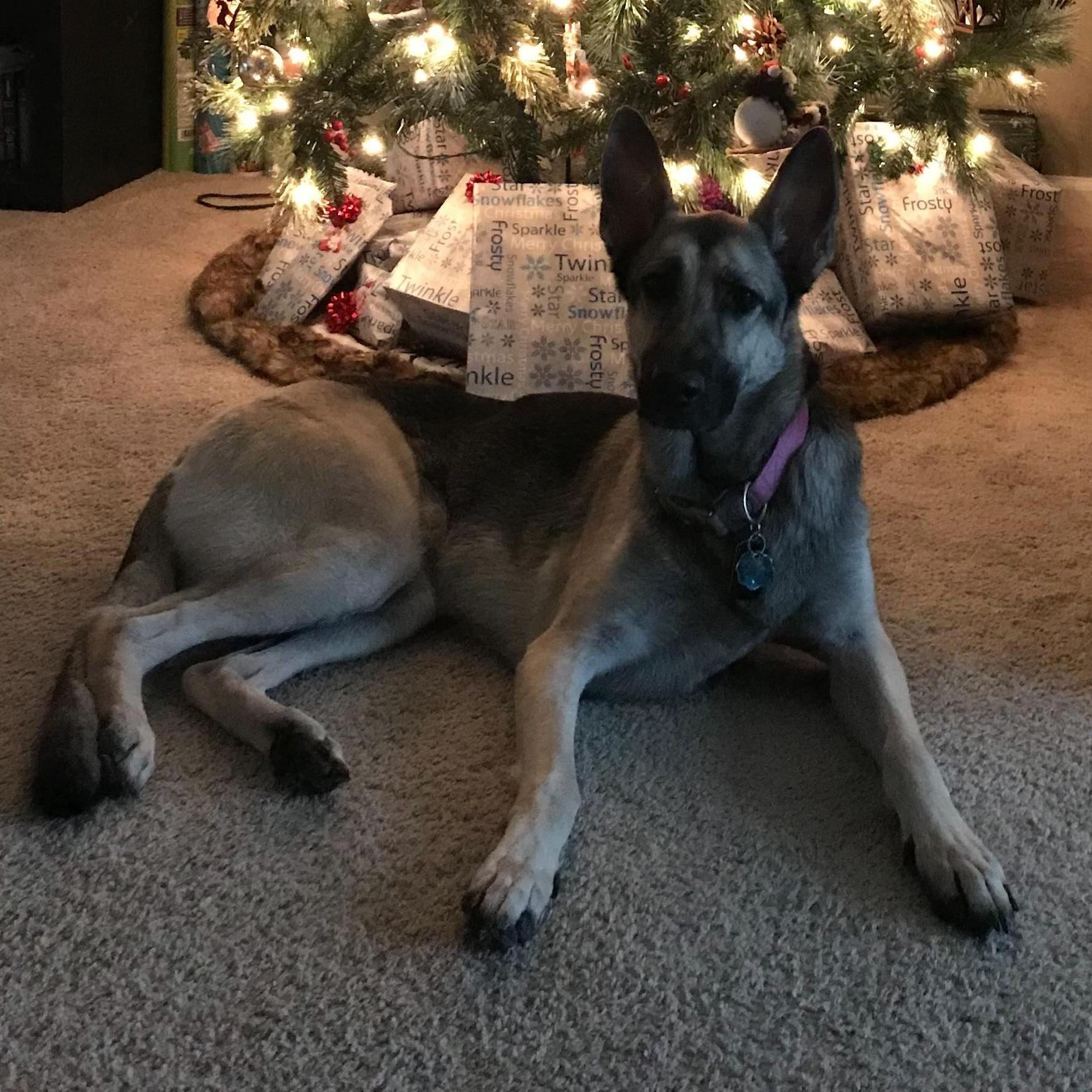 December 20,2017
Alleeyah and Zackary’s dog Teemo first Christmas in new house.