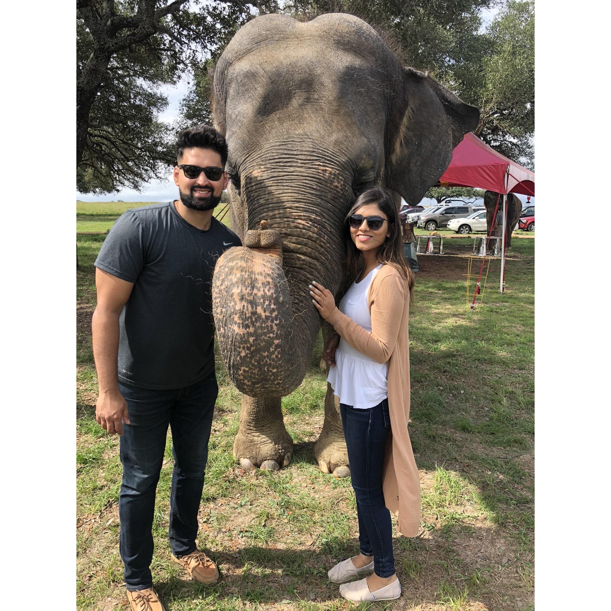 Elephant ❤️