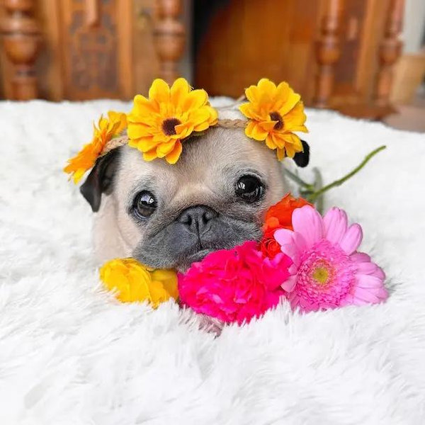 Dog Fund