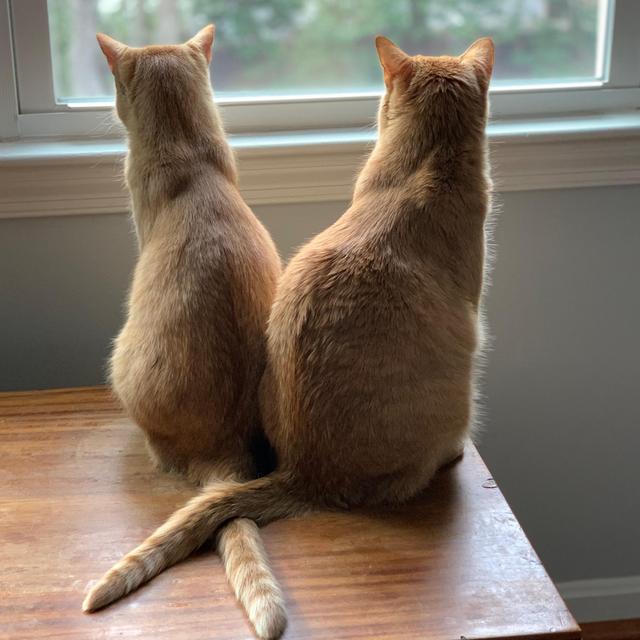 Whiskey & Ginger Fund