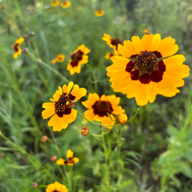 House Landscaping Fund