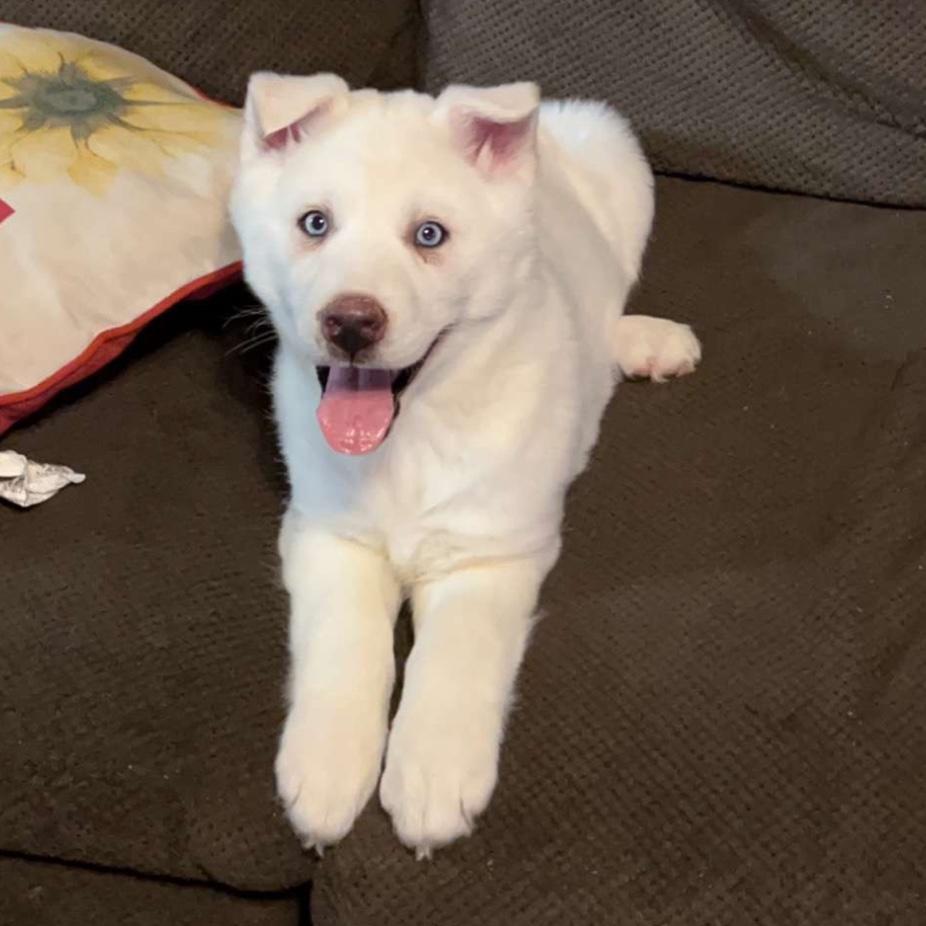 The day we brought home our baby Iris!