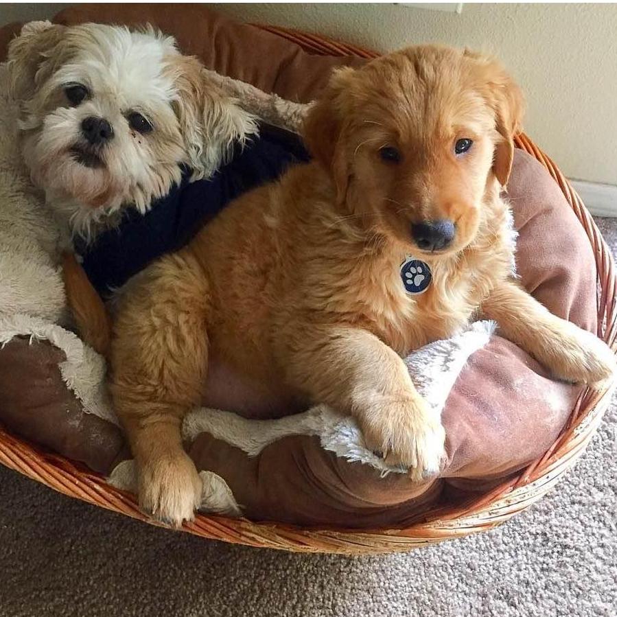 Our first puppy together, and Snickers. They were the same size here! ha
