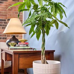 Virago 10" Porcelain Indoor Pot With Drainage Hole And Saucer (Design "I")