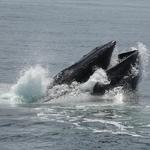 Granite State Whale Watch