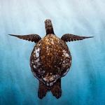 Reef Snorkel
