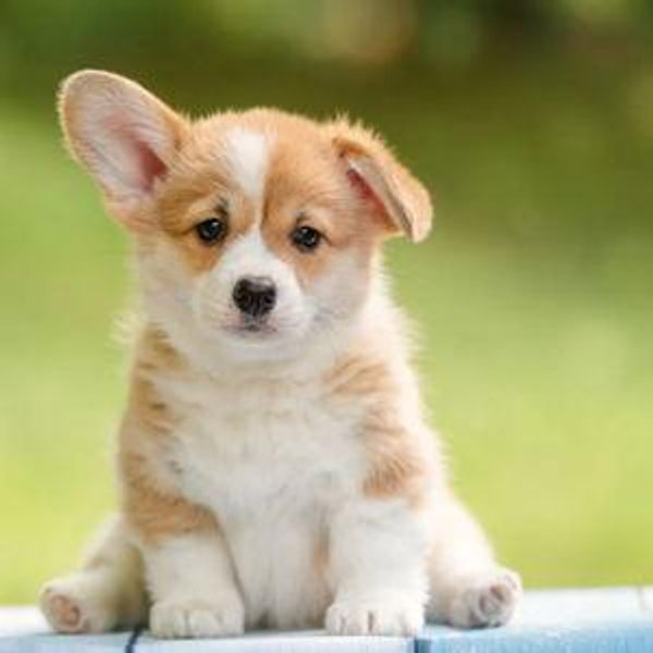 Puppy fund