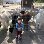 Sopris Alpaca Farm