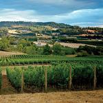 Erath Winery