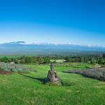 Ali'i Kula Lavender Farm