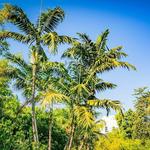 Miami Beach Botanical Garden
