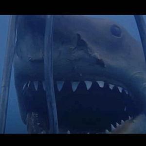 Shark Diving