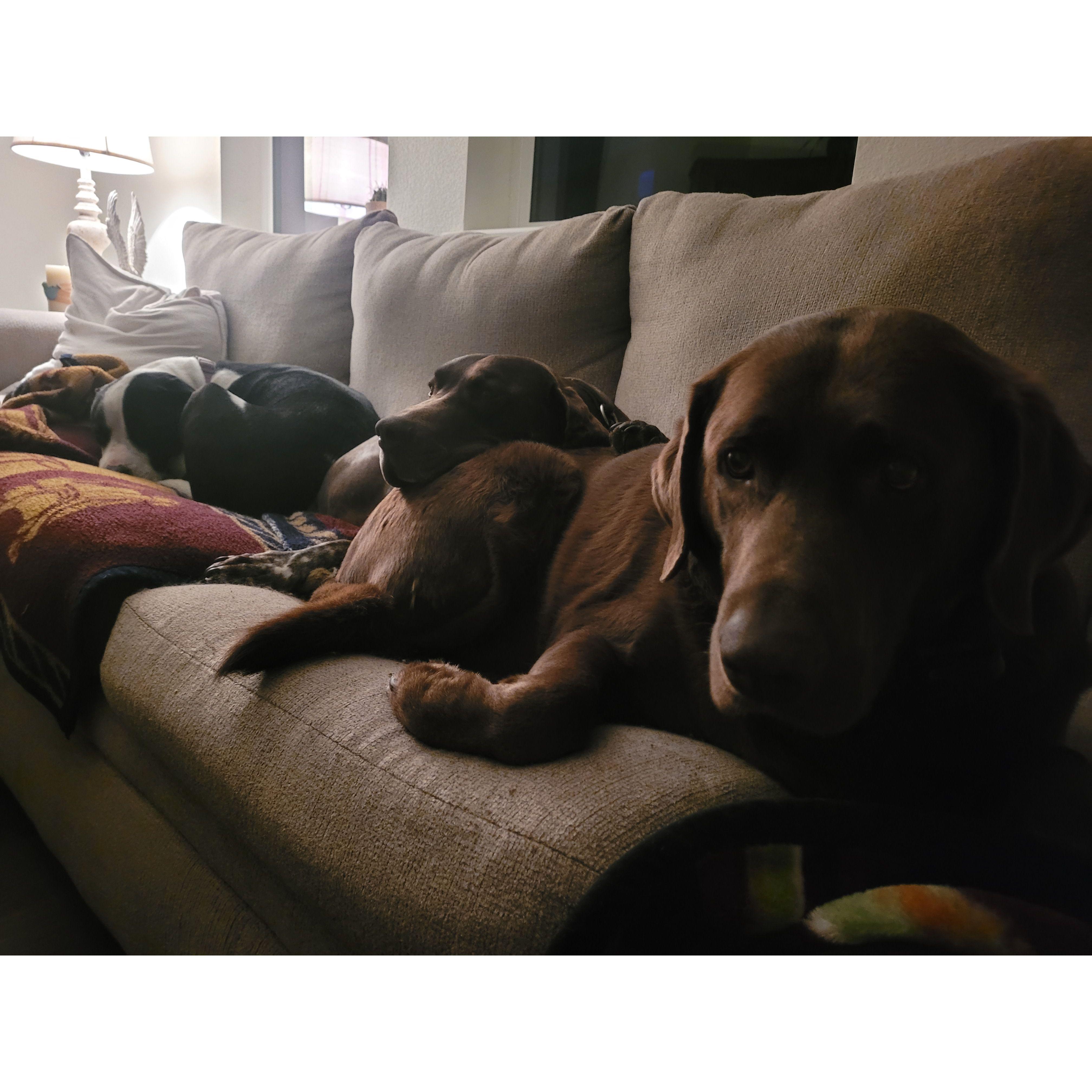 Meet our 3 pups; Rose, Milo, and Lakai.  We love our blended family.