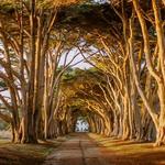 Cypress Tree Tunnel