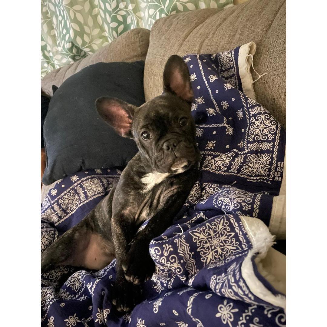 This is our precious boy. He's ornery, vocal, and protective. He absolutely loves cuddles, and all the attention he can get. He loves long walks, and bullying big dogs.