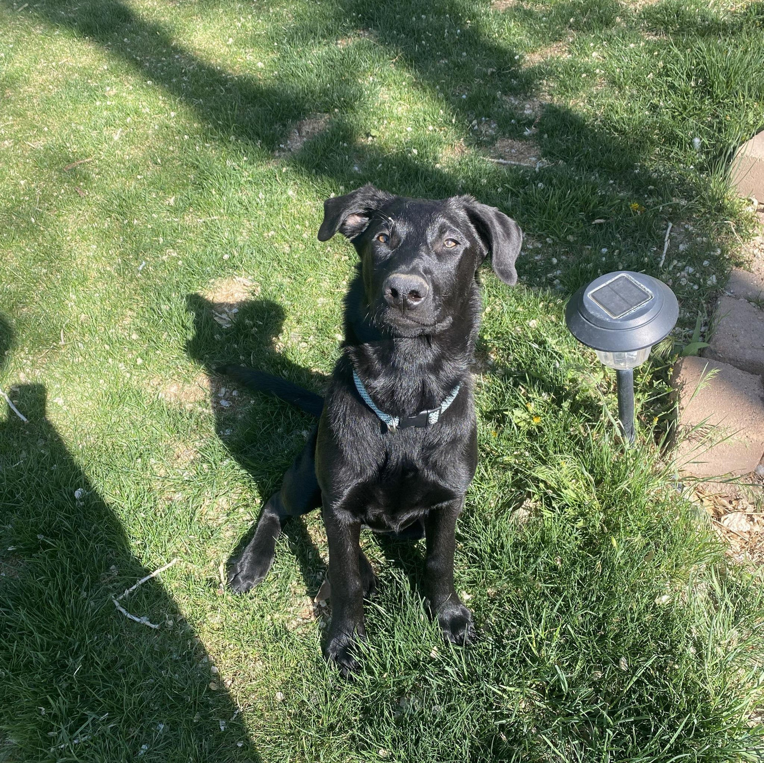 Our beloved Milo