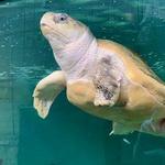 Sea Turtle, Inc.