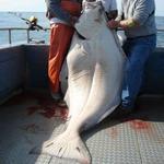 Halibut Fishing Charter