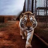 Tiger Safari Zoological Park
