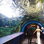 Newport Aquarium