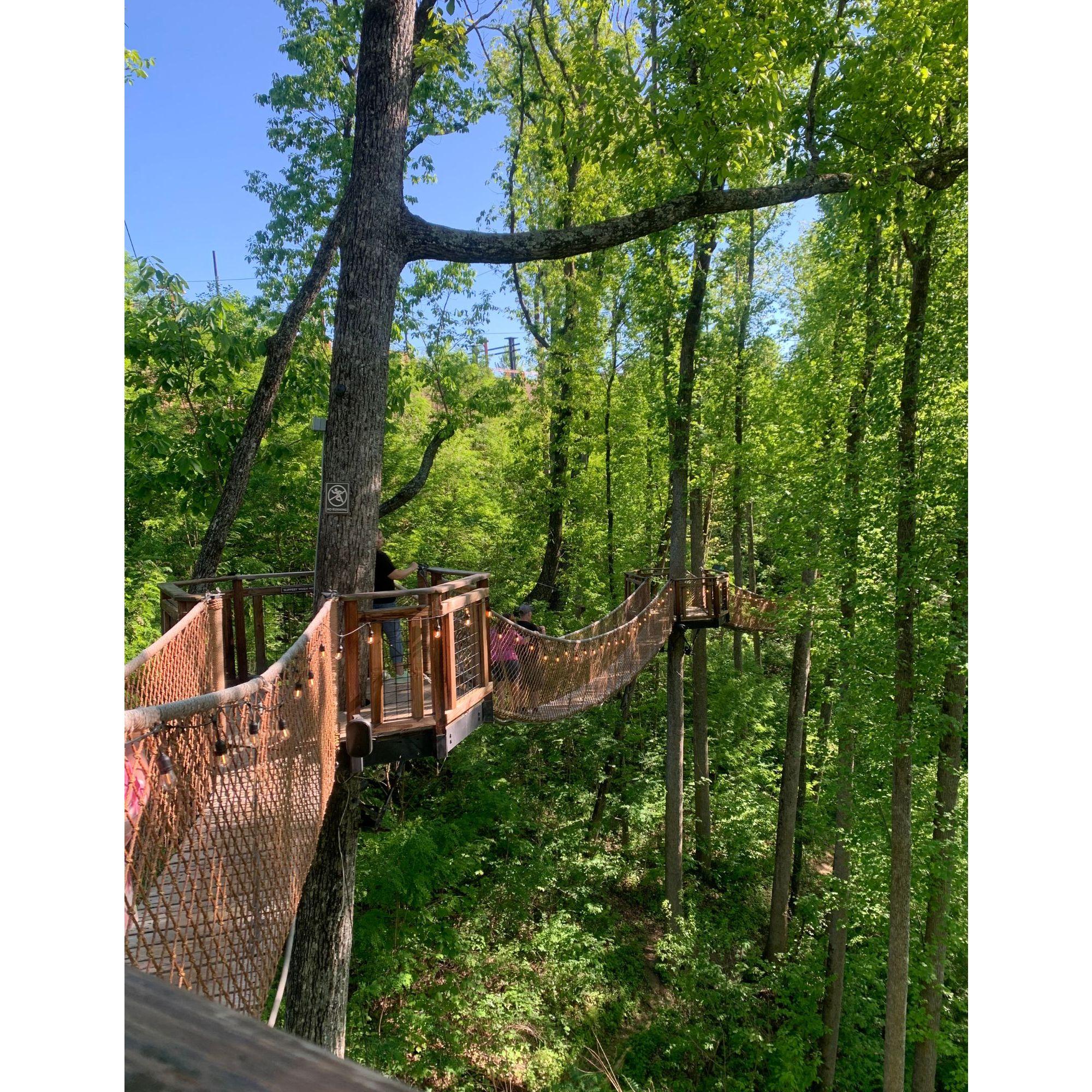 The Anakeesta treetop skywalks
