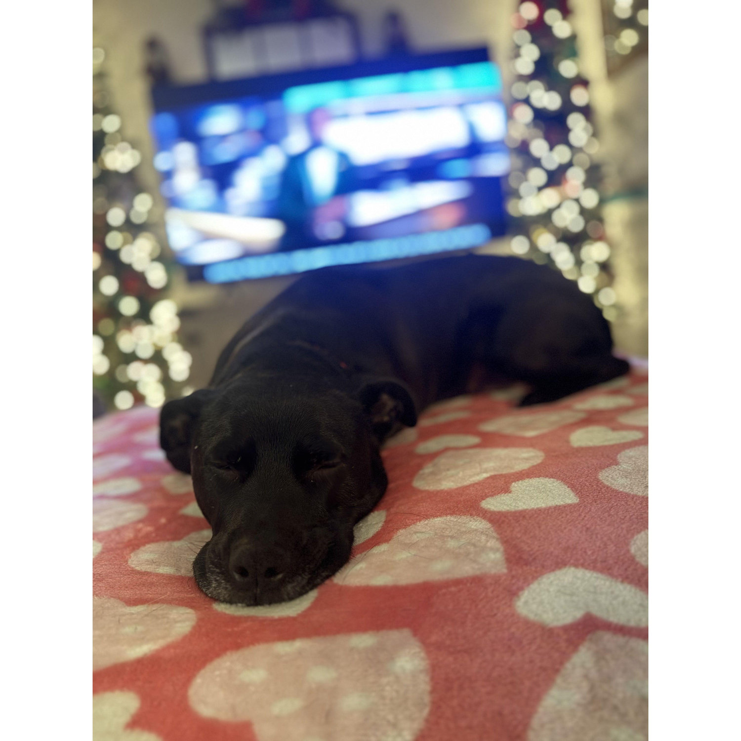Valentine's Archie