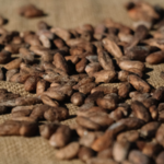 Hacienda Muñoz Coffee Tour