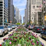 Magnificent Mile