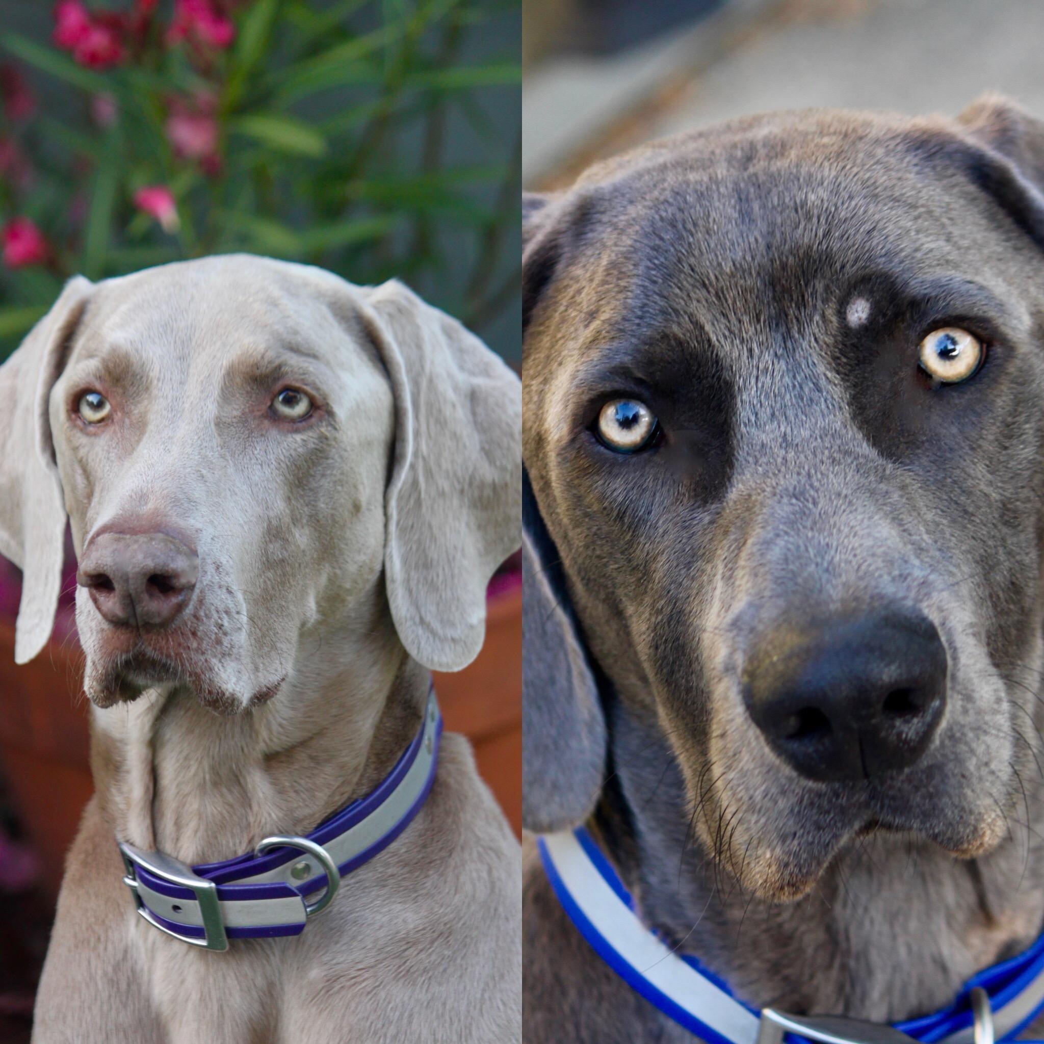 Our babies: Kelty and Fen