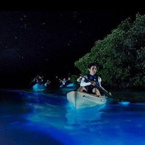 Bioluminescent Bay Kayak Tour Ticket