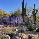 Desert Botanical Garden