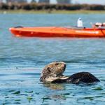 Kayak Rentals & Tours