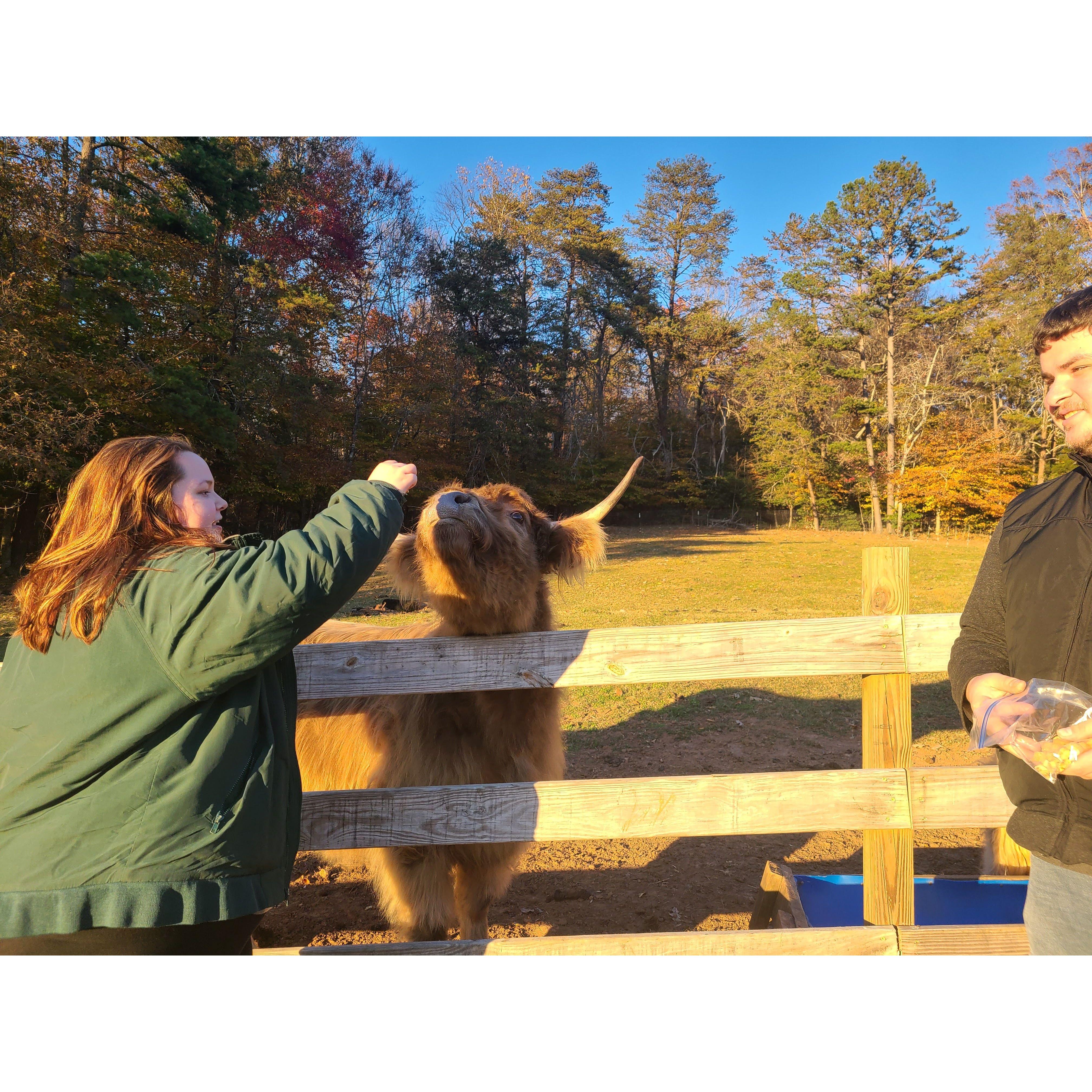Maddy and Cole went on their first road trip together November 2021 to North Carolina! The whole trip was planned around the dream of petting a highland cow.