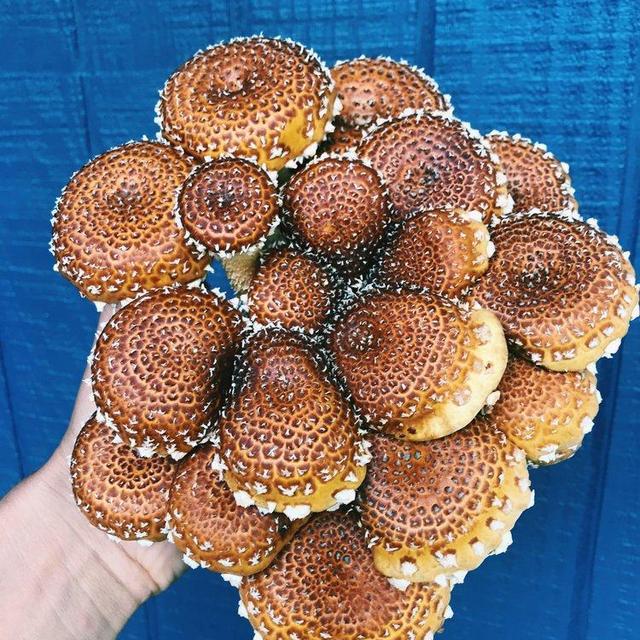 Fall Mushroom Share
