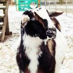 North Georgia Wildlife Park and Safari