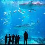 Georgia Aquarium
