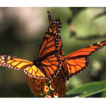 Monarch Grove Butterfly Sanctuary