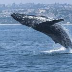 Whale Watching