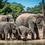 Houston Zoo