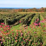 Penn Shore Winery and Vineyards