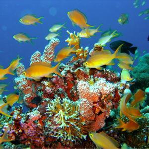 Snorkeling Day Trip