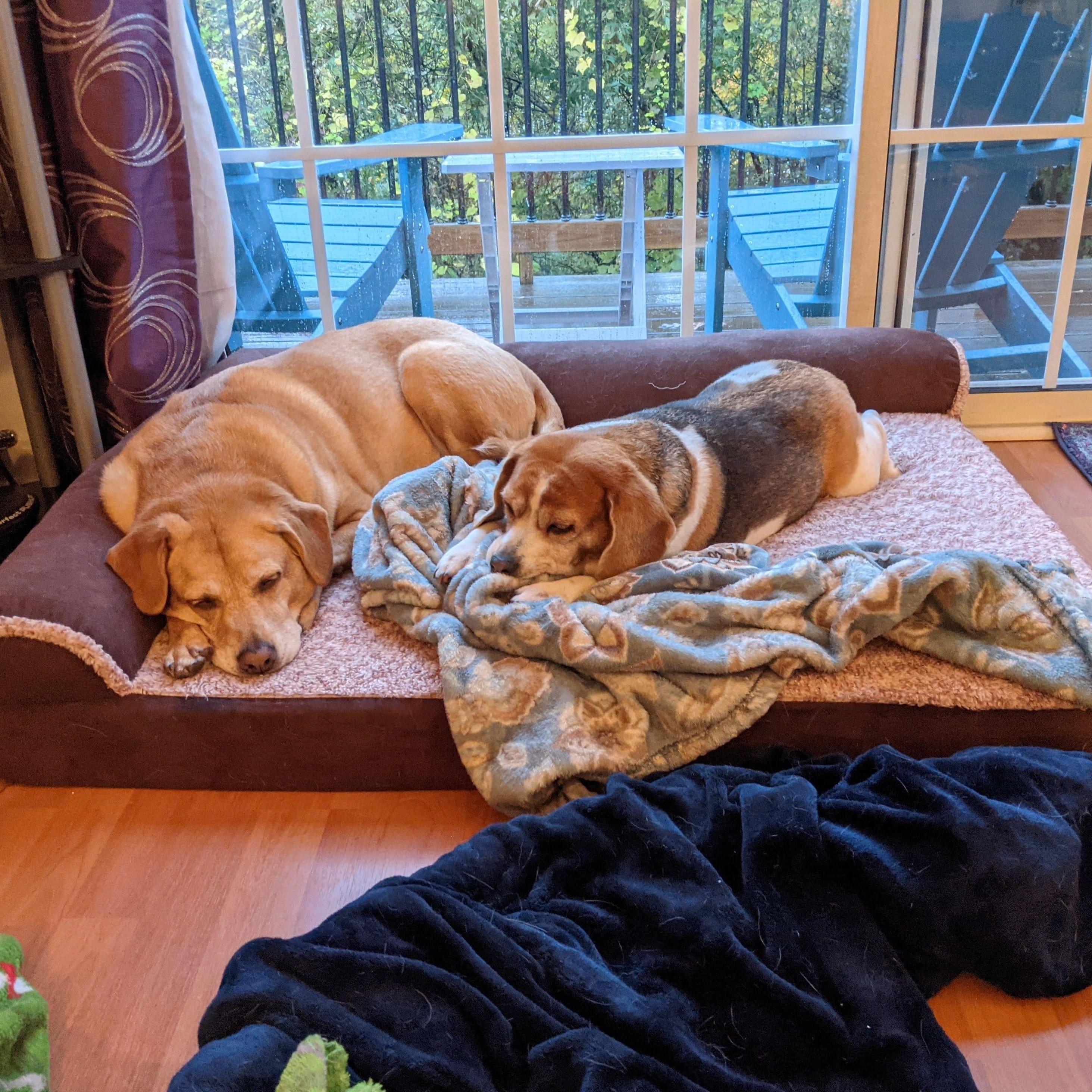 Bo and Lila cozy. Fun fact: adult dogs sleep on average 12-14 hours a day.