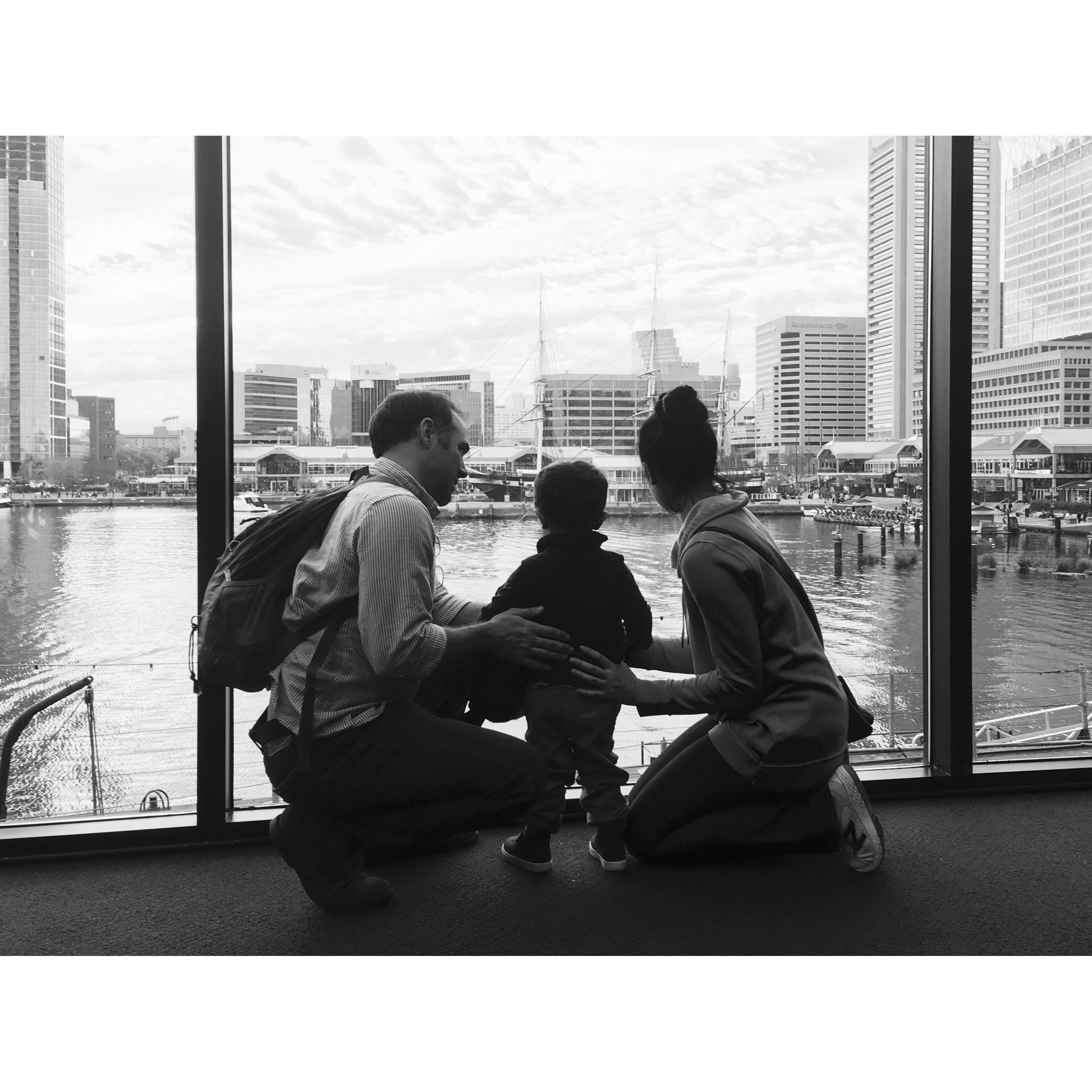 Aunty Em snapped this shot Thanksgiving weekend 2017 at the National Aquarium in Baltimore, MD.