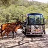 Natural Bridge Wildlife Ranch